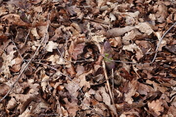 A leaf covered ground with a small green plant growing in the middle