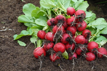 freshly harvested radishes piled up. ripe radishes on fertile soil.
