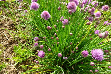flowering chives plant, chives growing in the vegetable garden, chives in the garden