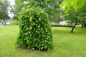 weeping mulberry tree, mulberry tree in garden with leaves down to the ground. concept mulberry leaf