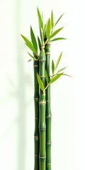 Obraz premium A tall, green plant with long, slender stems and leaves