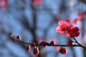 blooming cherry tree