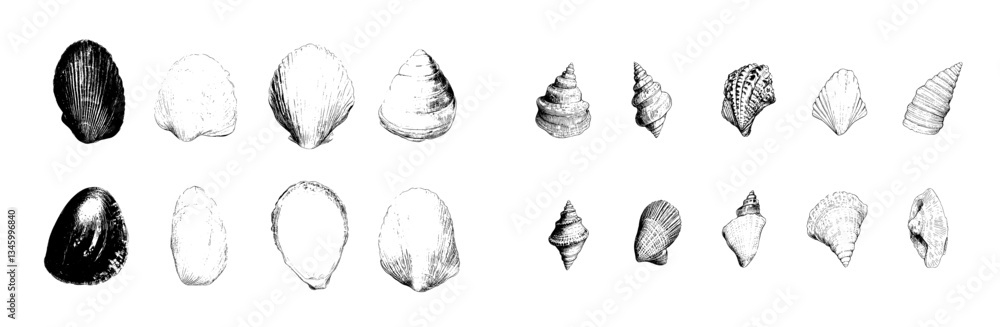 Poster monochrome symbols of coil conch mollusk and ocean shell in black ink modern collection depicting an