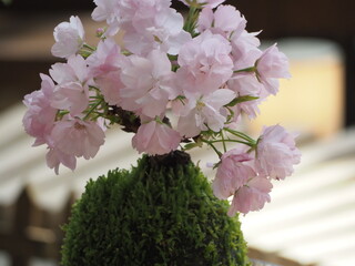苔玉　桜の花