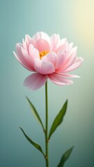 Fototapeta premium A delicate, pink flower with soft petals and a yellow center