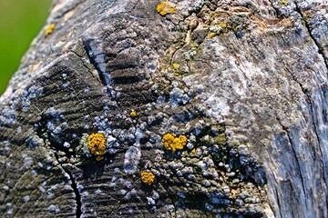 Rock covered with yellow and white lichens.