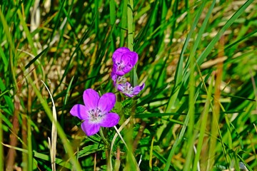 Beautiful blooming Wood Cranesbill or Mayflower (Geranium sylvaticum) purple flowers in the alpine meadow.