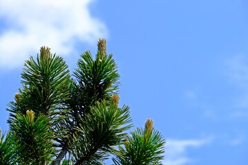 Green young pine leaves with bright blue sky on sunny day as background.