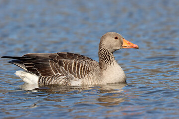 Obraz premium Greylag goose