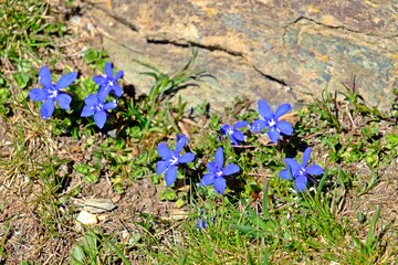Beautiful blooming of Spring gentian (Gentiana verna ) blue flowers in the alpine hiking path.