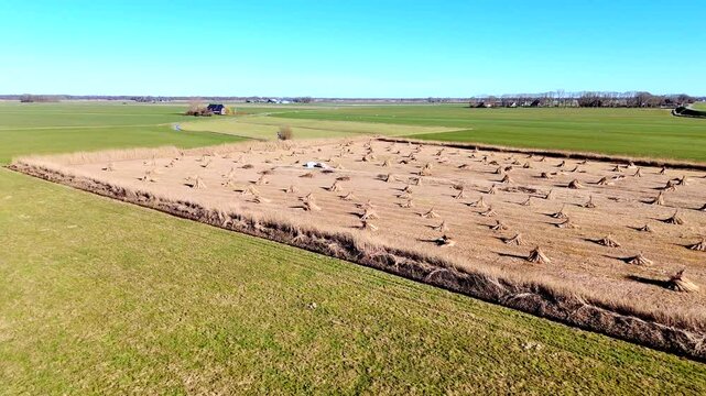 Drone view of bundles of reeds drying in the sun in the Netherlands