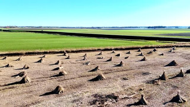 Drone view of bundles of reeds drying in the sun in the Netherlands