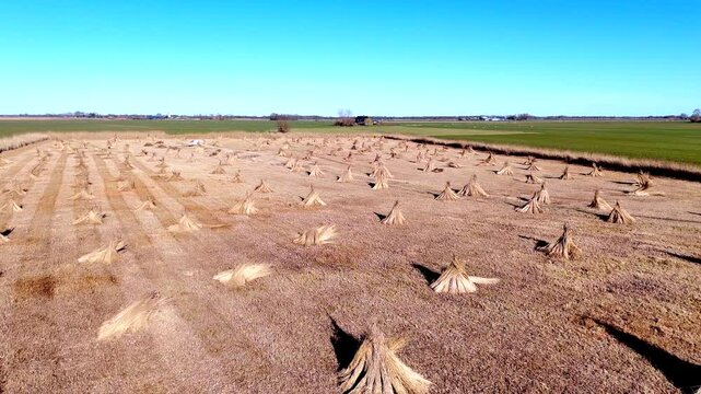 Drone view of bundles of reeds drying in the sun in the Netherlands
