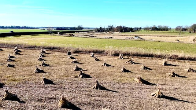 Drone view of bundles of reeds drying in the sun in the Netherlands