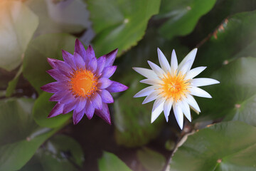 Beautiful white and purple lotus flowers in a decorative garden pond.