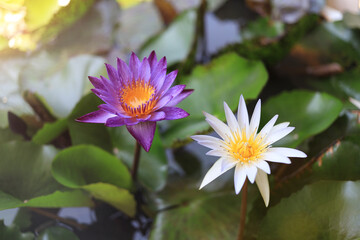 Beautiful white and purple lotus flowers in a decorative garden pond.