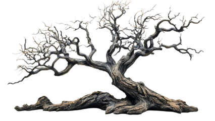 Leafless old spooky tree