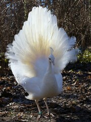 white peacock in the garden