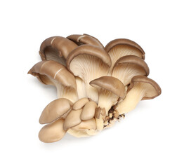 Raw oyster mushrooms on white background