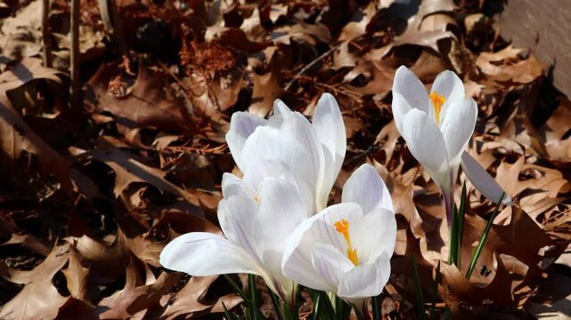 Crocus vernus, a spring flower heralding the arrival of spring, has bloomed.봄을 알리는 봄꽃인 크로쿠스베르누스꽃이 피었습니다.