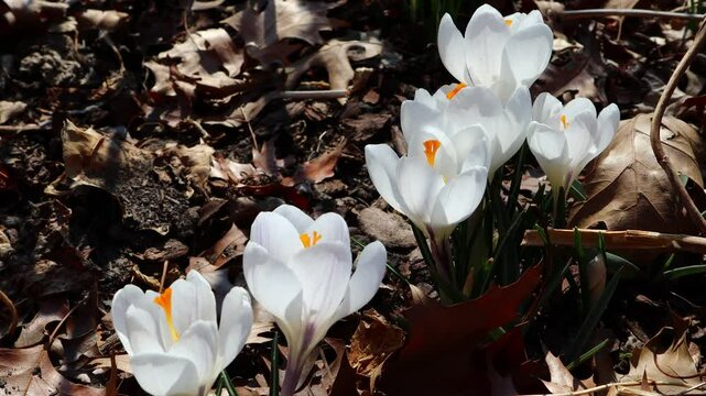 Crocus vernus, a spring flower heralding the arrival of spring, has bloomed.봄을 알리는 봄꽃인 크로쿠스베르누스꽃이 피었습니다.