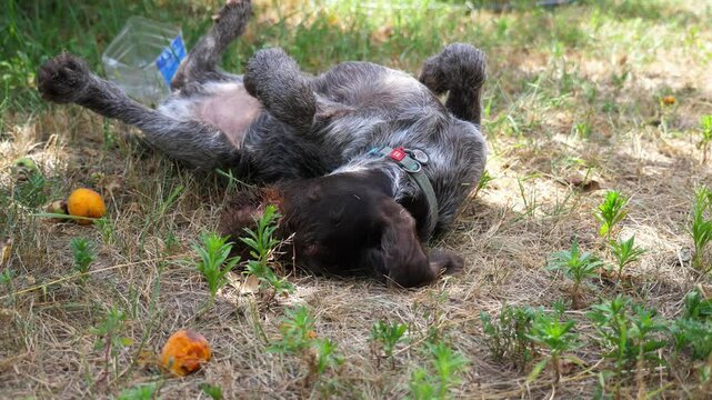 Beautiful german wirehaired pointer dog lying on grass at garden. Pretty brown drahthaar puppy resting on green lawn at summer day. Concept of love for animals. Slow motion