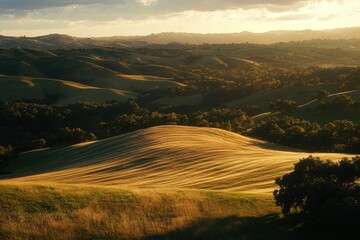Golden waves of grass rolling gently across the hillside at sunset in a serene countryside landscape