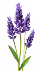Naklejka premium Delicate lavender blooms isolated on pure white backdrop, background, beauty