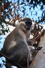 Vervet monkey sits on a tree