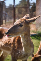 Young female of european fallow deer (Dama Dama) grazing at meadow