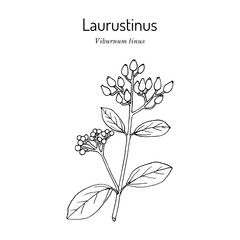 Laurustinus, laurustine or laurestine (Viburnum tinus), medicinal and ornamental plant. Hand drawn botanical vector illustration