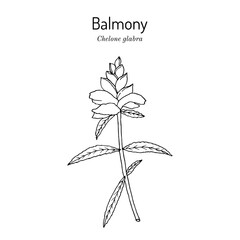 White turtlehead or balmony (Chelone glabra), medicinal plant. Hand drawn botanical vector illustration