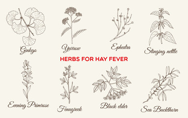 Best medicinal herbs for hay fever. Hand drawn botanical vector illustration