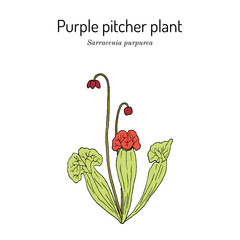Purple pitcher plant, or turtle socks (Sarracenia purpurea), medicinal carnivorous plant. Hand drawn botanical vector illustration