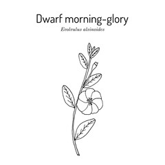 Dwarf morning-glory (Evolvulus alsinoides), medicinal plant. Hand drawn botanical vector illustration