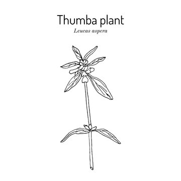 Thumba plant (Leucas aspera), medicinal plant. Hand drawn botanical vector illustration