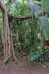 Bamboo and Mangrove Forest in South East Florida