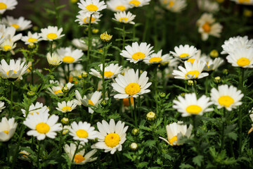 Close-up  of a field of white daisies with yellow centers in full bloom under the summer sun 