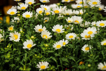 Fototapeta premium white daisies in a field