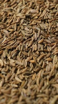 Whole cumin seeds Carum carvi L scatter on white background, vertical slow motion