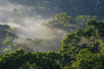 Lush Forest at Dawn: A dense forest with towering trees shrouded in morning mist