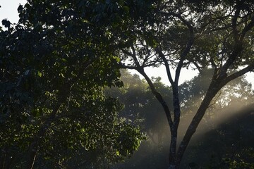 Fototapeta premium Lush Forest at Dawn: A dense forest with towering trees shrouded in morning mist
