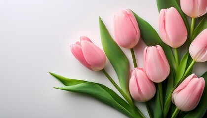 Fototapeta premium beautiful pink tulips on white background with green leaves