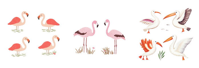 Vibrant Flamingo and Pelican Bird Illustration Set Tropical Wildlife Art for Print Web and Design