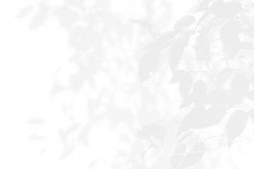 grey shadow tree with leaves on a png background.