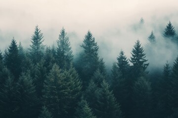 Morning fog envelops a tranquil forest as sunlight begins to break through the trees