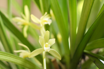 Obraz premium close up of a white flower. Cymbidium finlaysonianum alba. Species orchids of the world. Orchids farm.