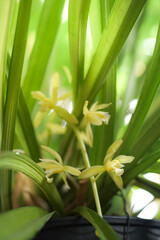 Obraz premium Cymbidium finlaysonianum alba. Species orchids of the world. Orchids farm.