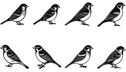 Sparrow Vector Shilhouette Bundle Set 