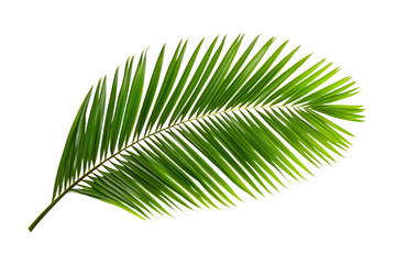 Obraz premium Leafy green palm tree leaf is shown in full color, isolated